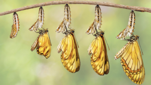 Individuating Through the 7 Life Processes